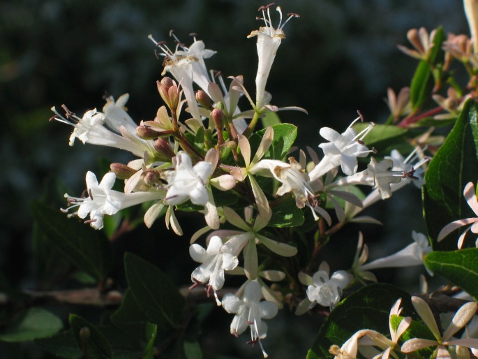 ABELIA CHINENSIS R. Br. – abélie čínská