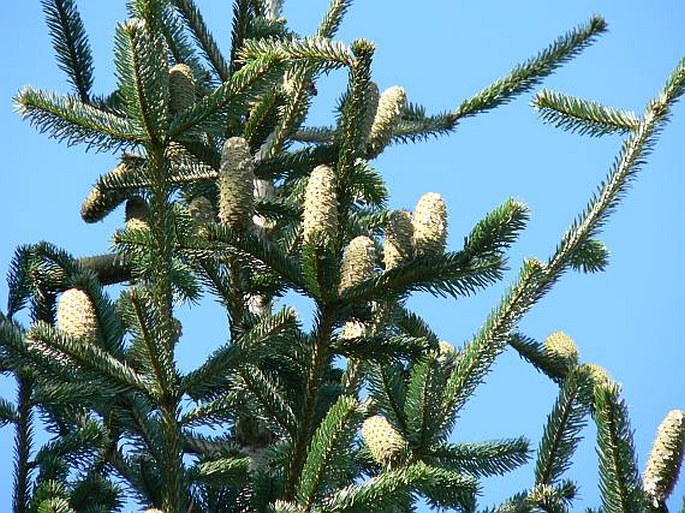 ABIES ALBA Mill. – jedle bělokorá / jedľa biela