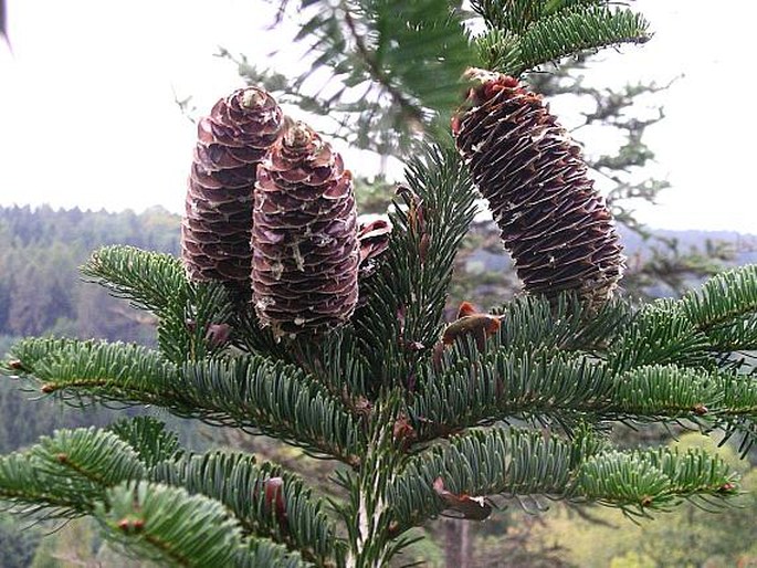 Abies alba