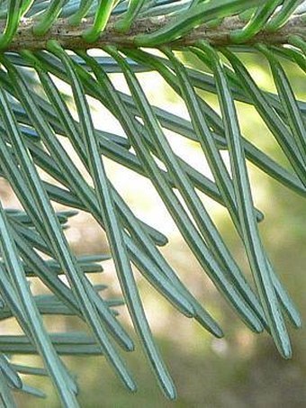Abies lasiocarpa arizonica