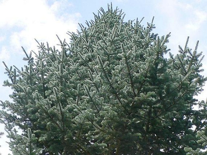 ABIES LASIOCARPA var. ARIZONICA (Merriam) Lemmon – jedle plstnatoplodá arizonská / jedľa arizonská