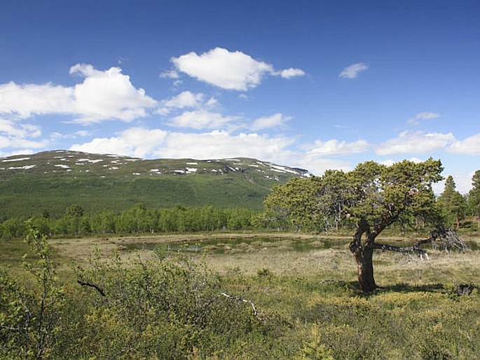 Abisko