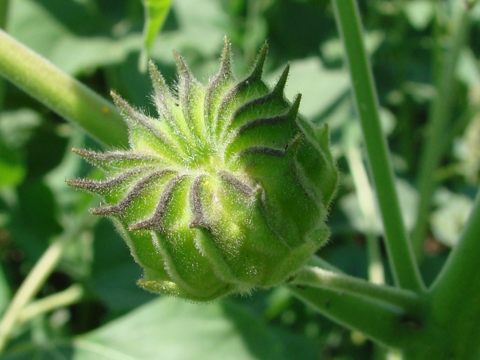 Abutilon theophrasti