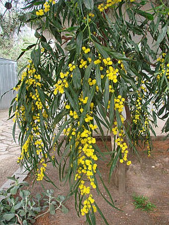 Acacia retinodes