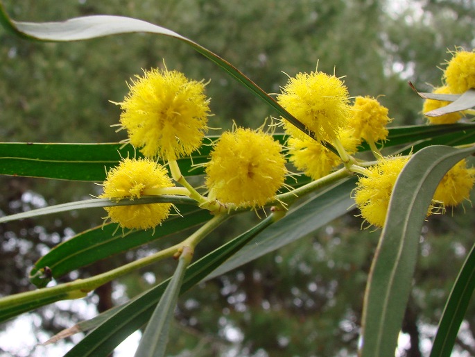 Acacia retinodes