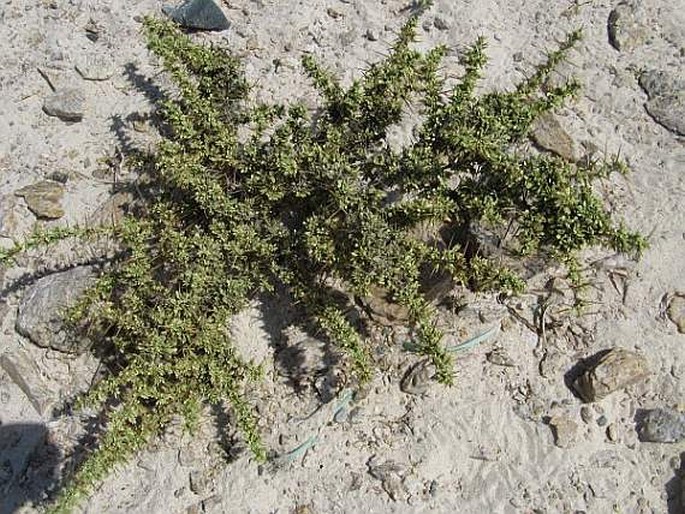 Acacia sarcophylla