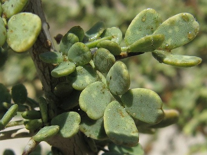 Acacia sarcophylla