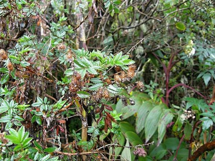 Acaena elongata