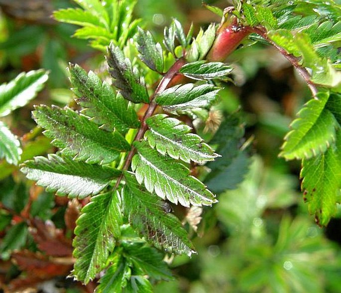 Acaena elongata