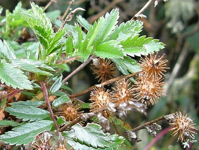 Acaena elongata