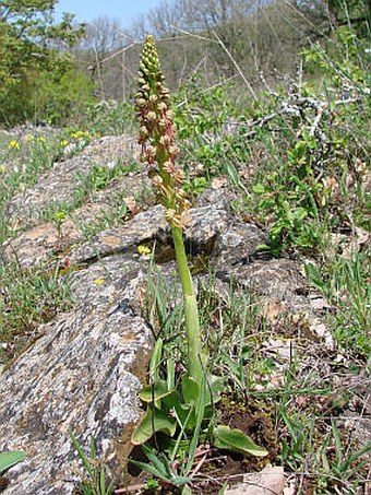 Orchis anthropophora