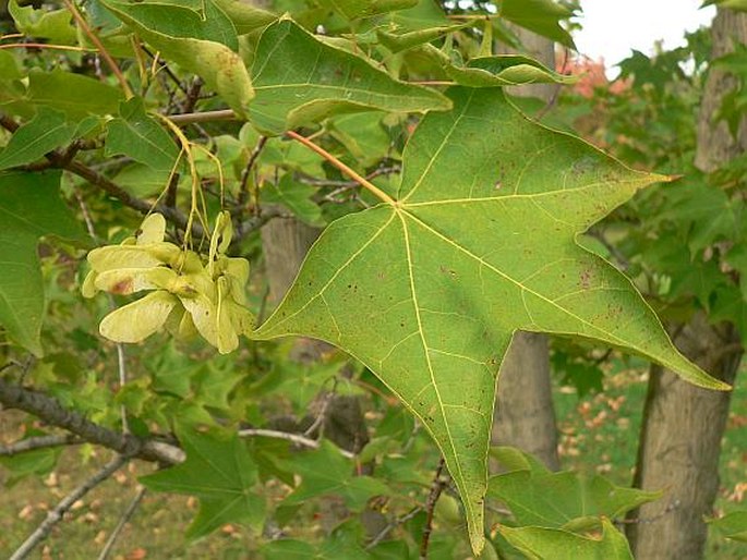 ACER CAPPADOCICUM Gled. – javor kapadocký