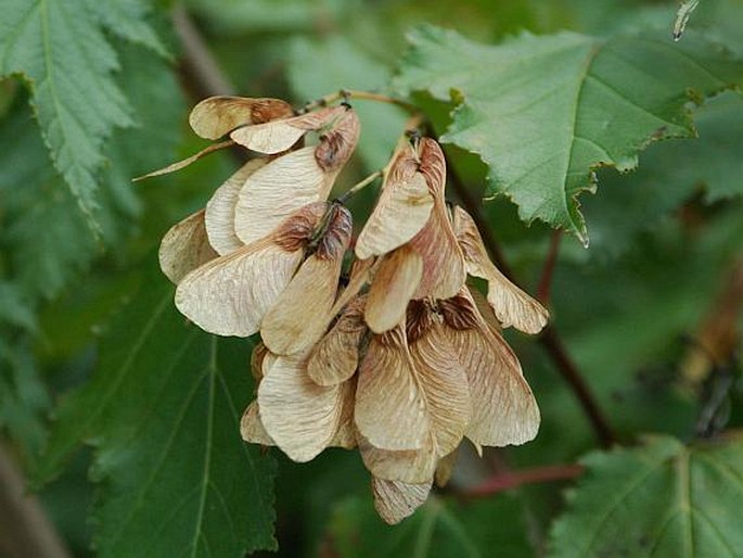 ACER GINNALA Maxim. – javor ginnala / javor ohnivý