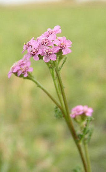 Achillea aspleniifolia