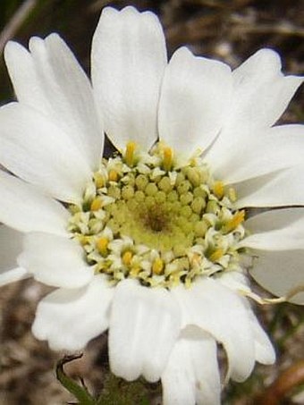 Achillea oxyloba