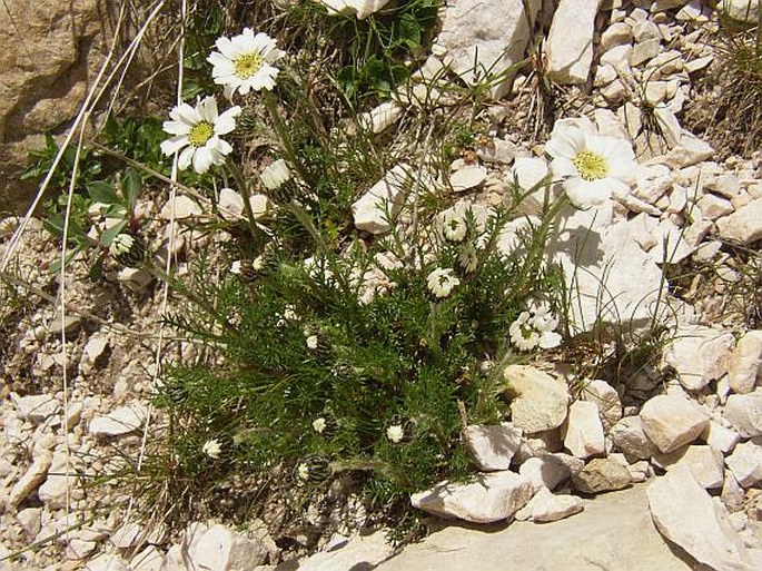 Achillea oxyloba