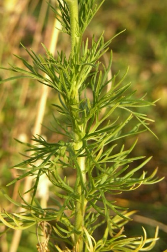 Aconitum anthora