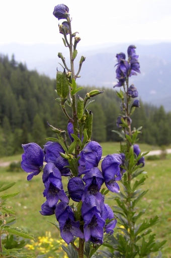 Aconitum napellus