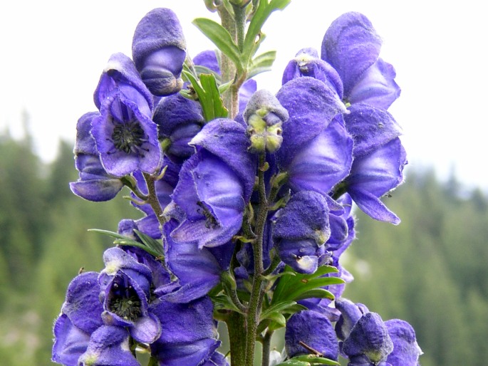 Aconitum napellus