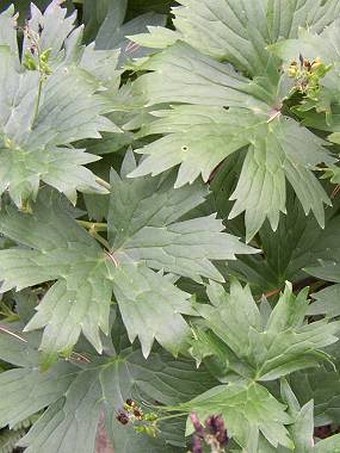 Aconitum lycoctonum lycoctonum