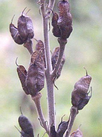 Aconitum lycoctonum lycoctonum