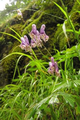 Aconitum moldavicum