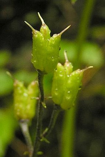 Aconitum moldavicum