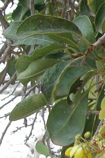 Acridocarpus socotranus