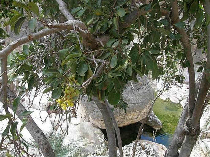 Acridocarpus socotranus