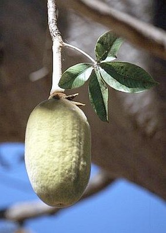 Adansonia digitata