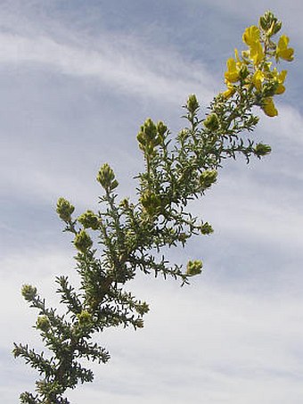 Adenocarpus foliolosus