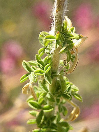 Adenocarpus foliolosus