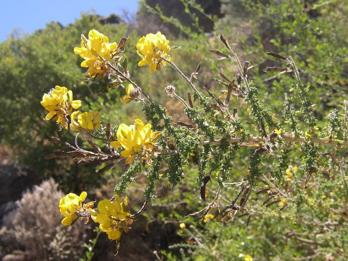 Adenocarpus foliolosus