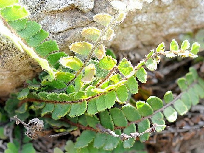 Adiantum incisum