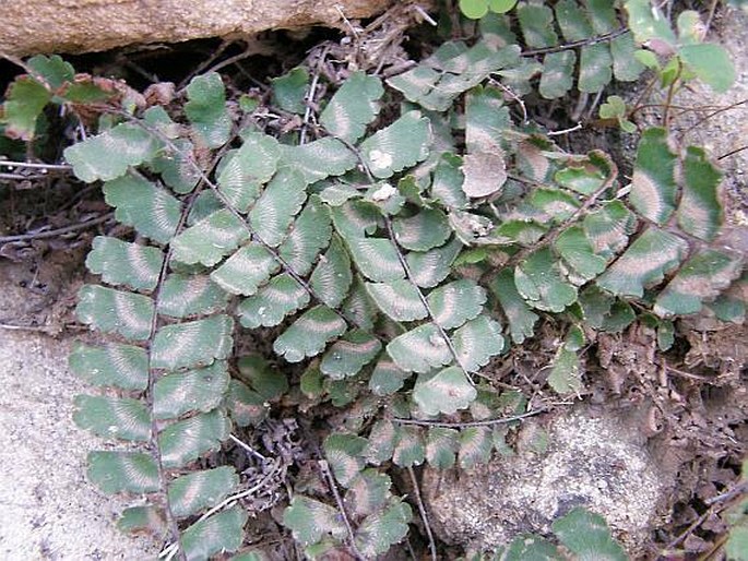 Adiantum incisum