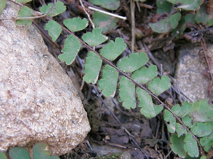 Adiantum incisum