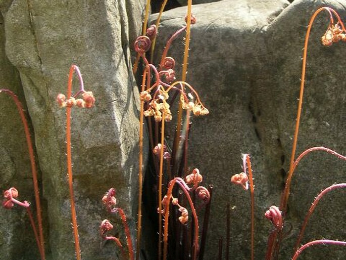 Adiantum pedatum