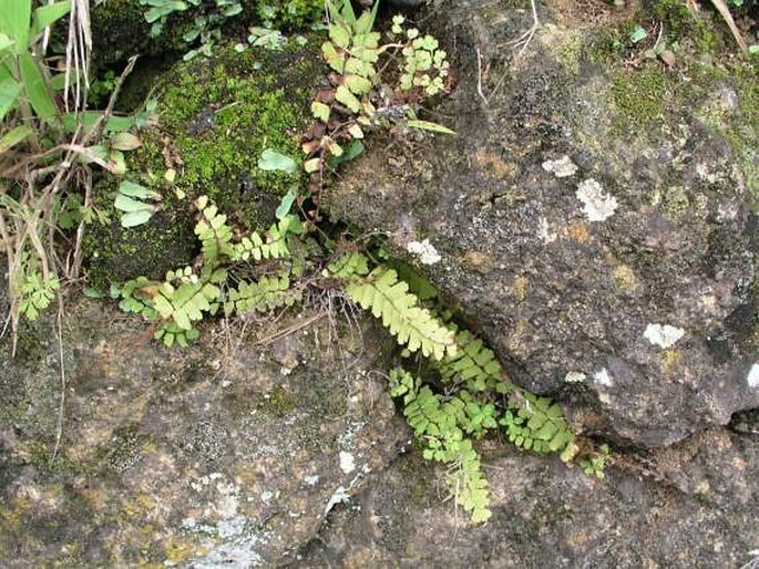 Adiantum philippense