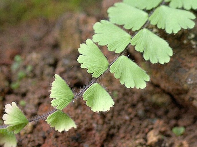 Adiantum philippense