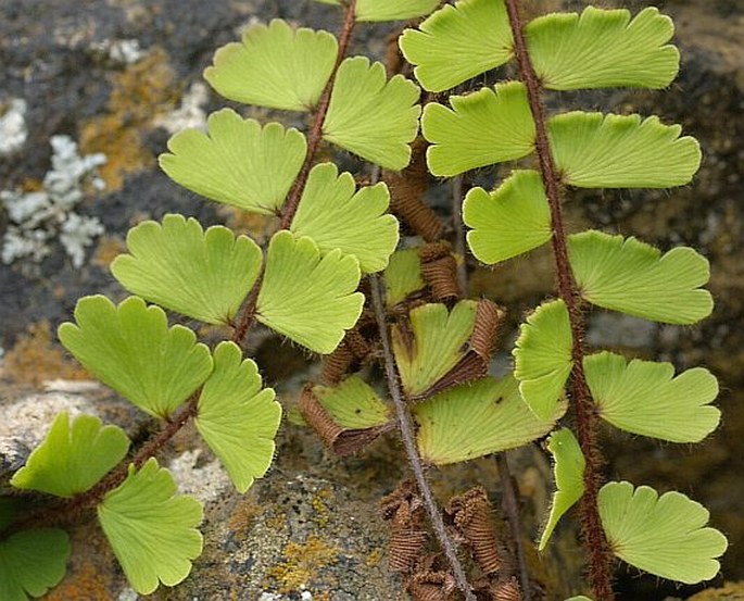 Adiantum philippense