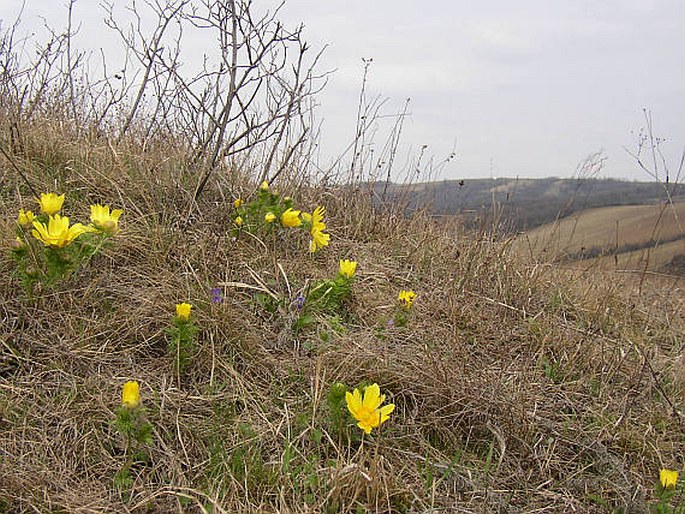 Adonis vernalis