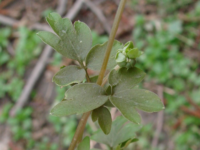 Adoxa moschatellina