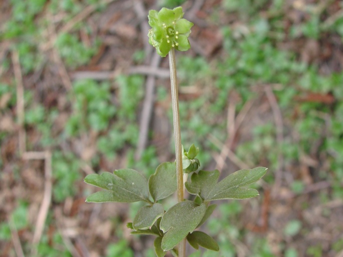 ADOXA MOSCHATELLINA L. – pižmovka mošusová