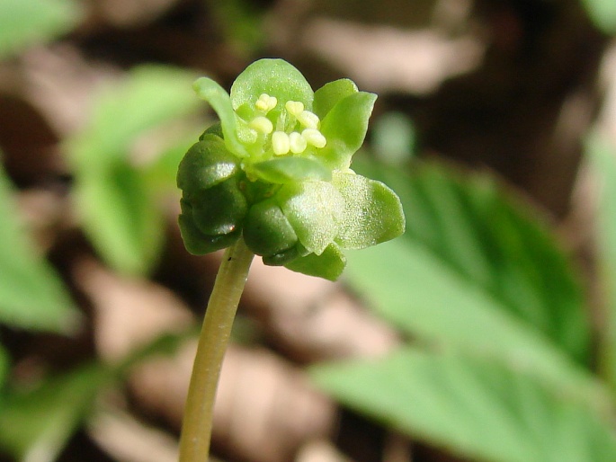 Adoxa moschatellina