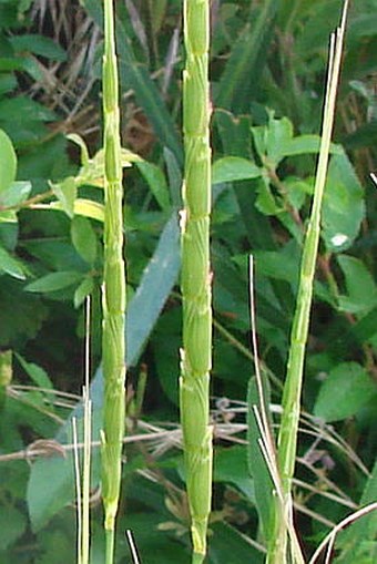 Aegilops cylindrica