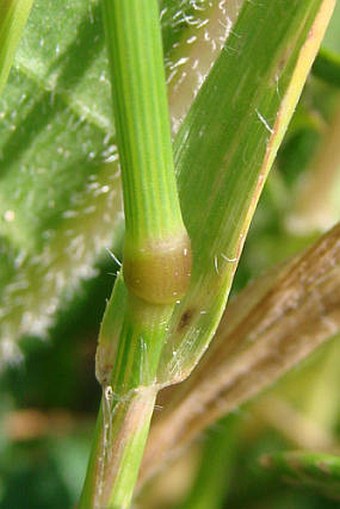 Aegilops cylindrica