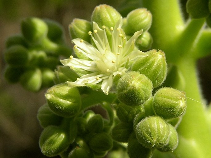 Aeonium canariense