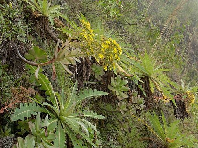 Aeonium gorgoneum