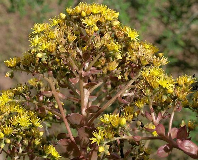 Aeonium gorgoneum