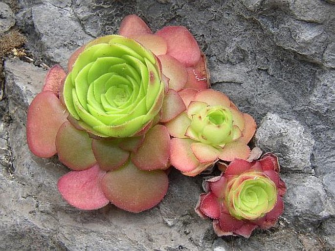 Aeonium glandulosum